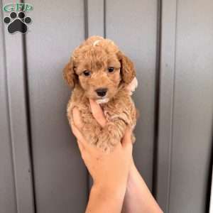 Laya, Mini Goldendoodle Puppy